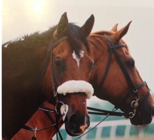 Barbaro, with Messaging, at Fair Hill Training Center