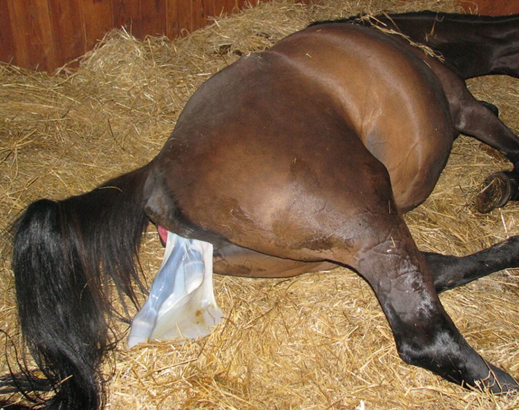 Preparing for Safe Foaling