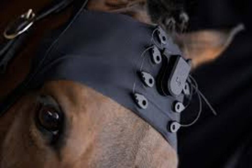 Tech Advancing Equine Emotion