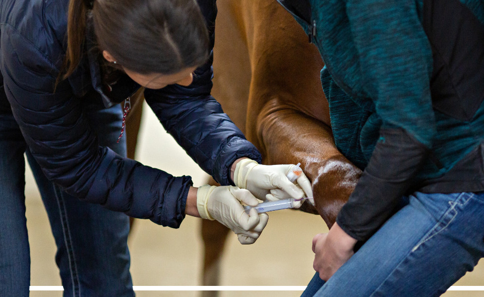 How Pentosan Helps Horses