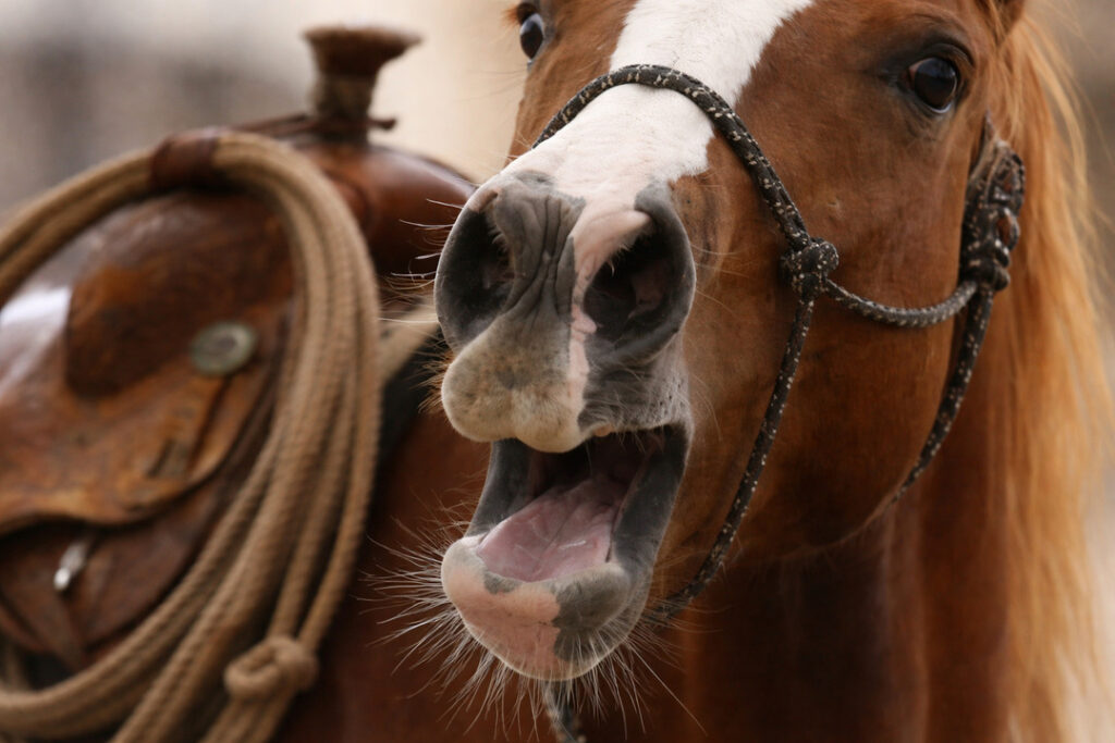 how horses neigh and communicate 