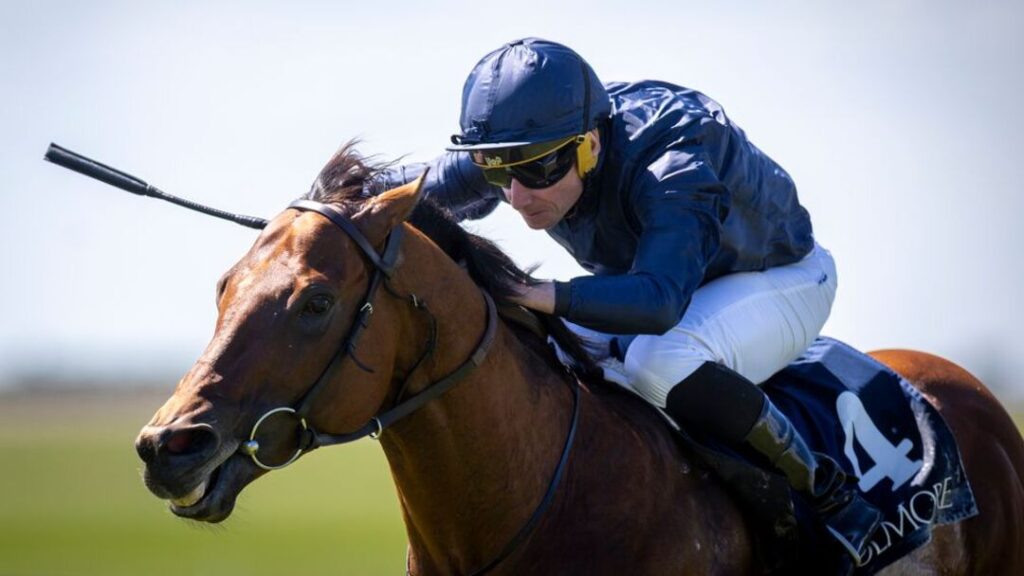Ballydoyle contenders