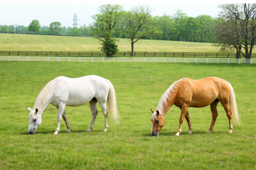 Bute’s Effect on Equine IVF
