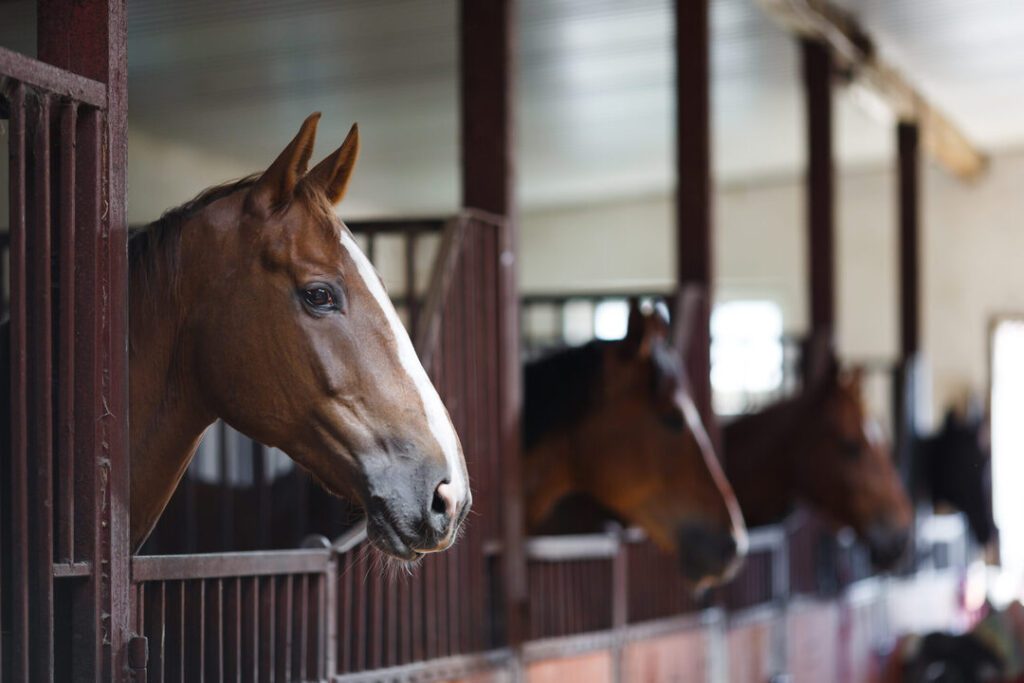 horse disease California EIA