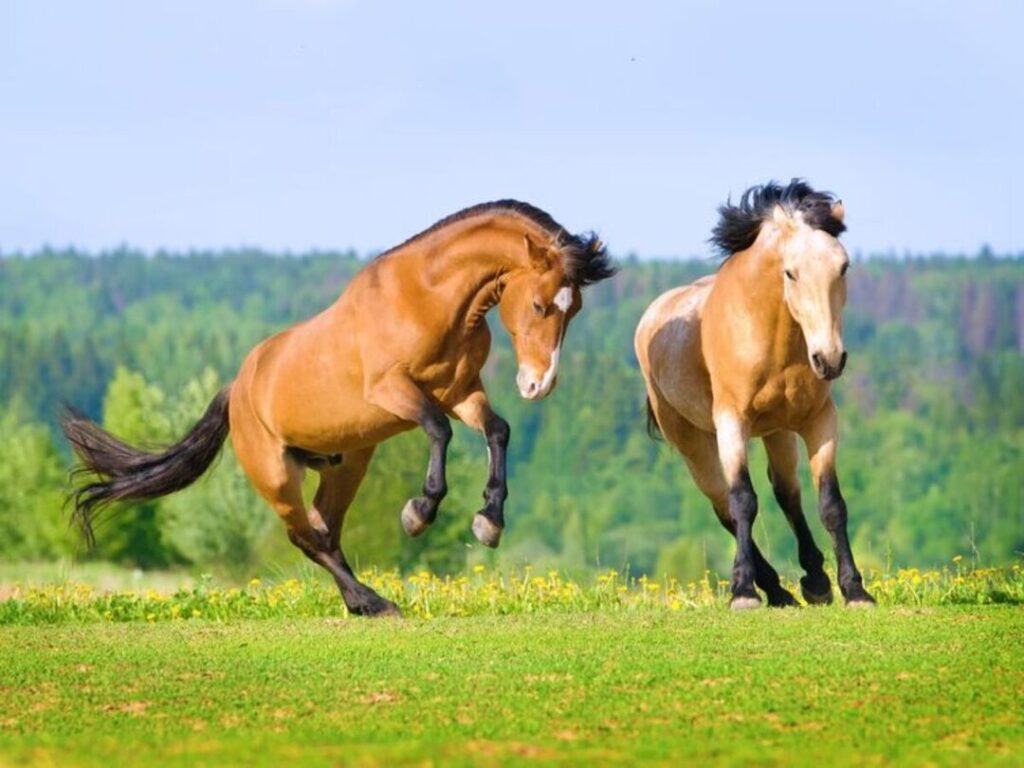 horse aggression causes