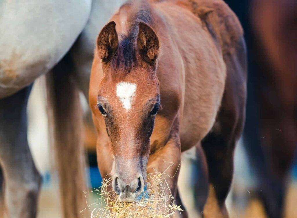 young horse diet plan