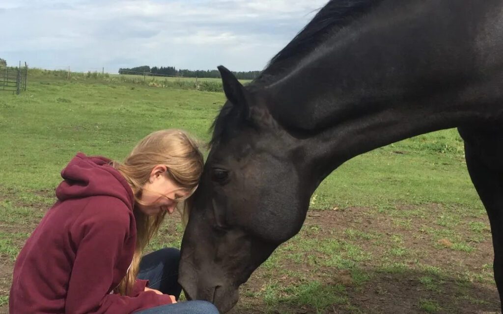healing power of horses