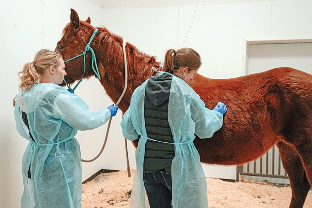horse health emergencies