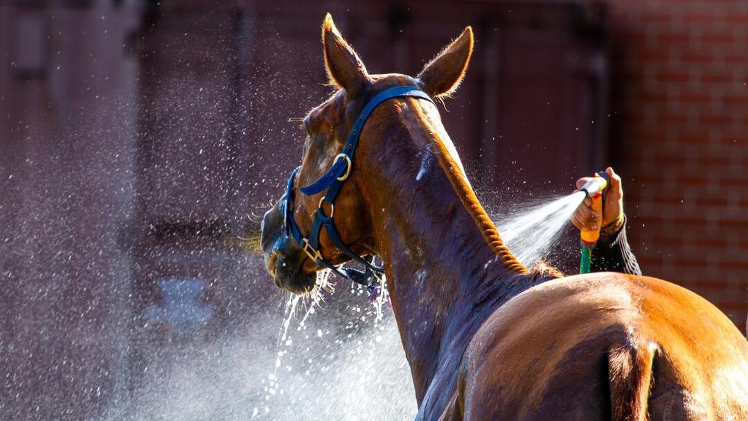 heat wave on horse